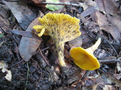 Cantharellus altipes