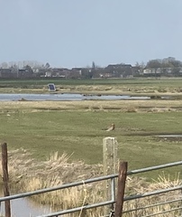 Limosa limosa