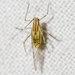 Streaked River Birch Aphid - Photo (c) assmann, some rights reserved (CC BY-NC), uploaded by assmann