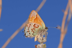 Callophrys loki