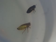 Novolopa kuscheli