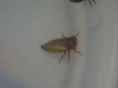 Novolopa kuscheli
