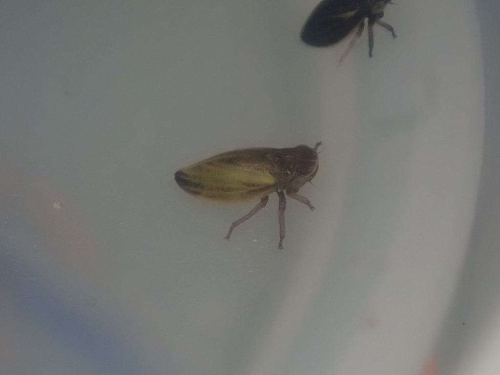 Novolopa kuscheli
