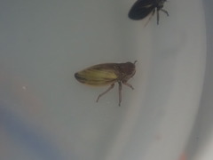 Novolopa kuscheli