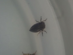 Novolopa kuscheli