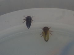 Novolopa kuscheli