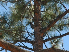 Sphyrapicus nuchalis