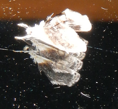 Lipocosmodes fuliginosalis