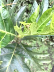 Umbonia spinosa