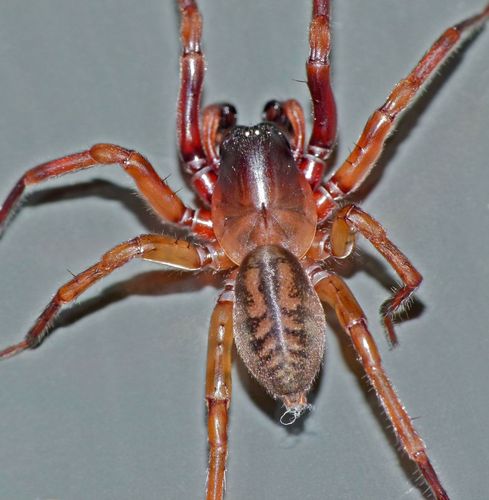 Mamoea rufa