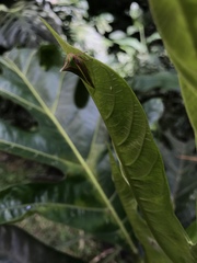 Umbonia spinosa