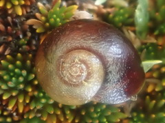 Rhytida australis