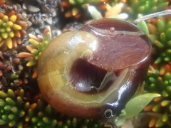 Rhytida australis