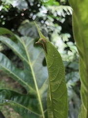 Umbonia spinosa