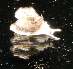 Lipocosmodes fuliginosalis