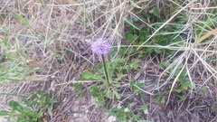 Globularia cordifolia
