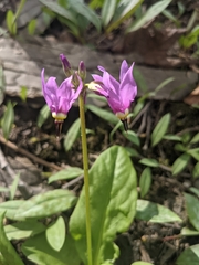 Primula fassettii