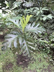 Umbonia spinosa