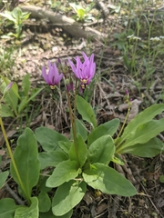Primula fassettii