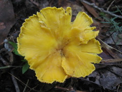 Cantharellus altipes