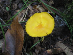 Cantharellus altipes