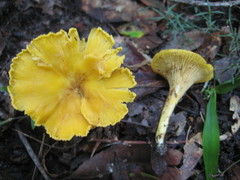 Cantharellus altipes