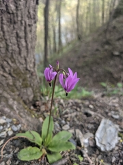 Primula fassettii