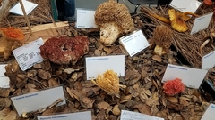 Ramaria cystidiophora