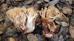 Ramaria maculatipes