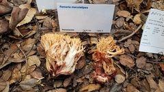 Ramaria maculatipes