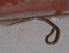 Enhydris subtaeniata