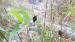 Schoenus nigricans