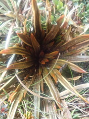 Aciphylla cartilaginea
