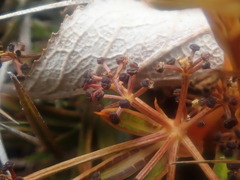 Aciphylla cartilaginea