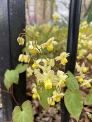 Epimedium × versicolor