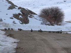 Centrocercus minimus