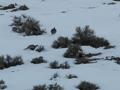 Centrocercus minimus