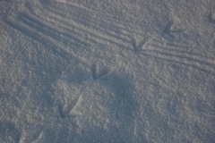 Centrocercus minimus