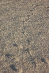 Centrocercus minimus