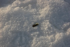 Centrocercus minimus