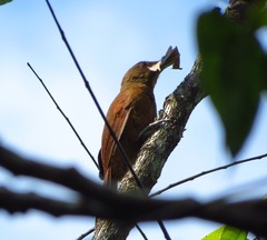 Dendrexetastes rufigula