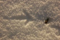 Centrocercus minimus