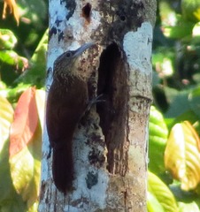 Xiphorhynchus guttatus