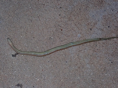 Enhydris subtaeniata