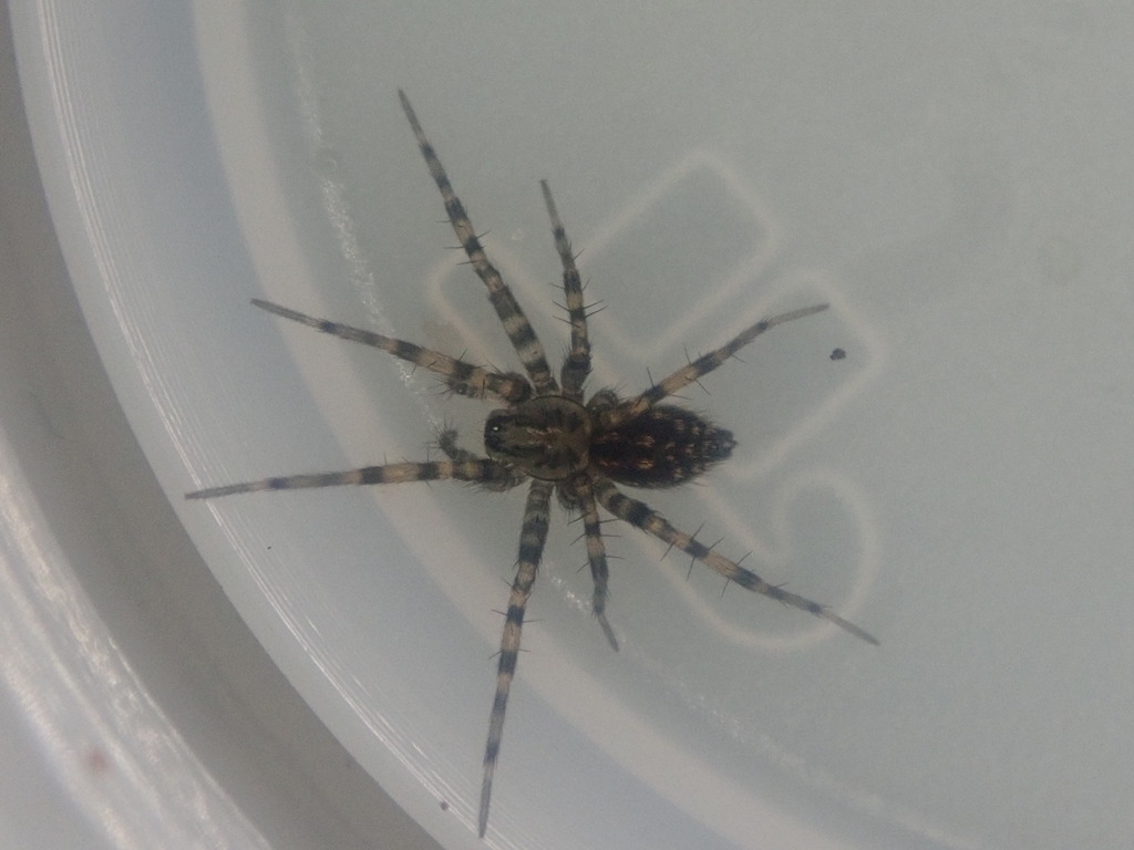 Aorangia pudica