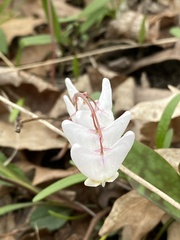 Dicentra cucullaria