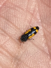 Ptosima gibbicollis