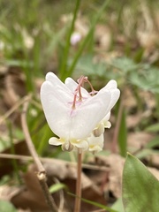 Dicentra cucullaria