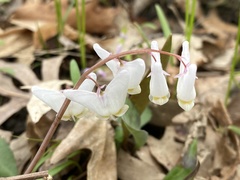 Dicentra cucullaria