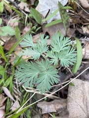 Dicentra cucullaria